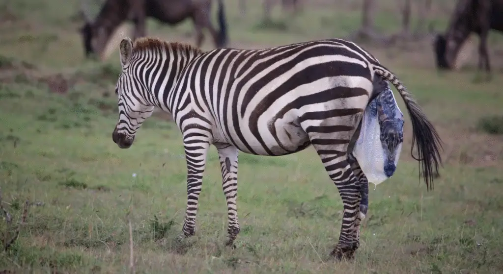 Zebra Gives Birth on Roadside: Rare Wild Moment in Kenya
