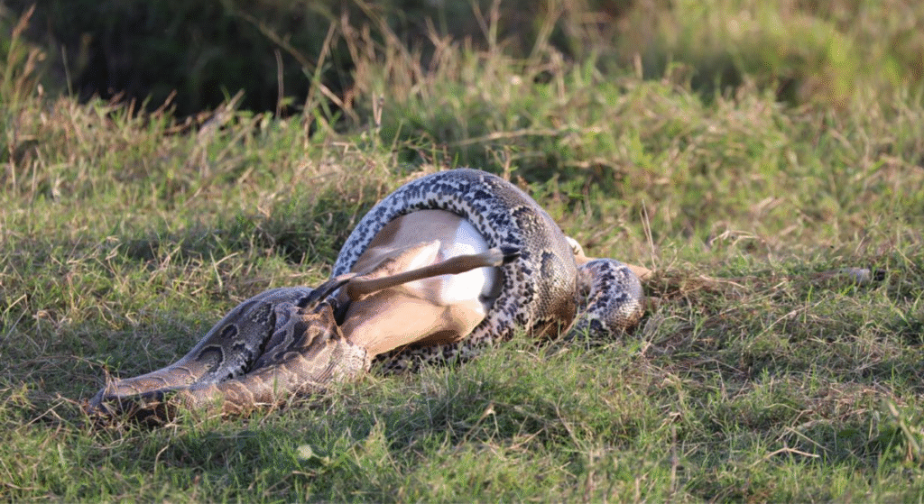 African Rock Python Devours Impala in Rare Maasai Mara Encounter