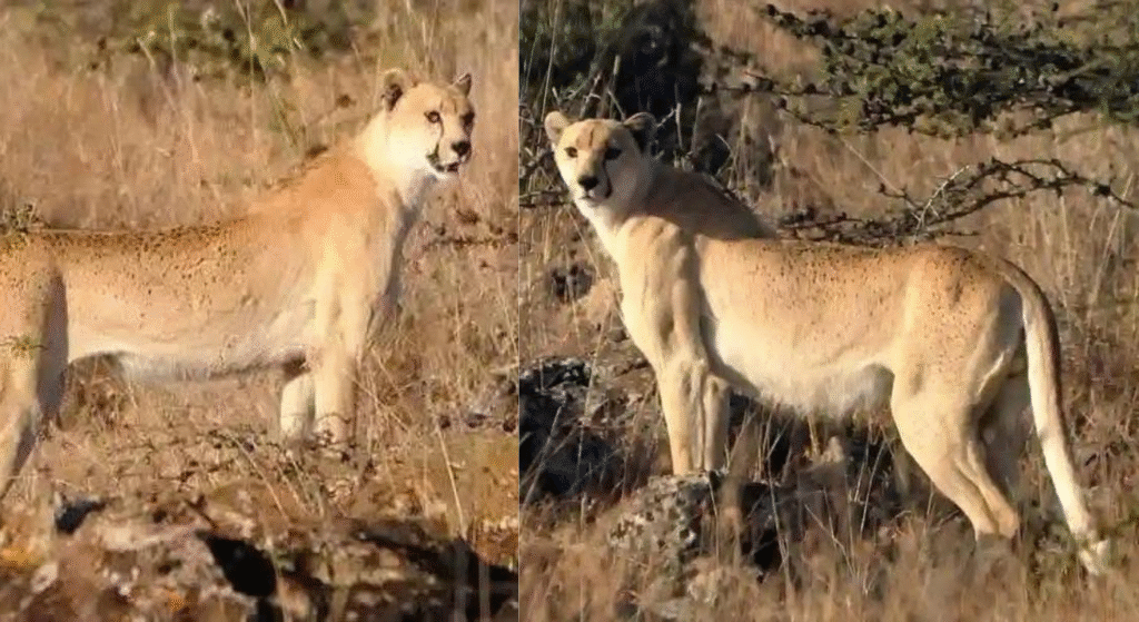Rare Spotless Cheetah Spotted in Kenya