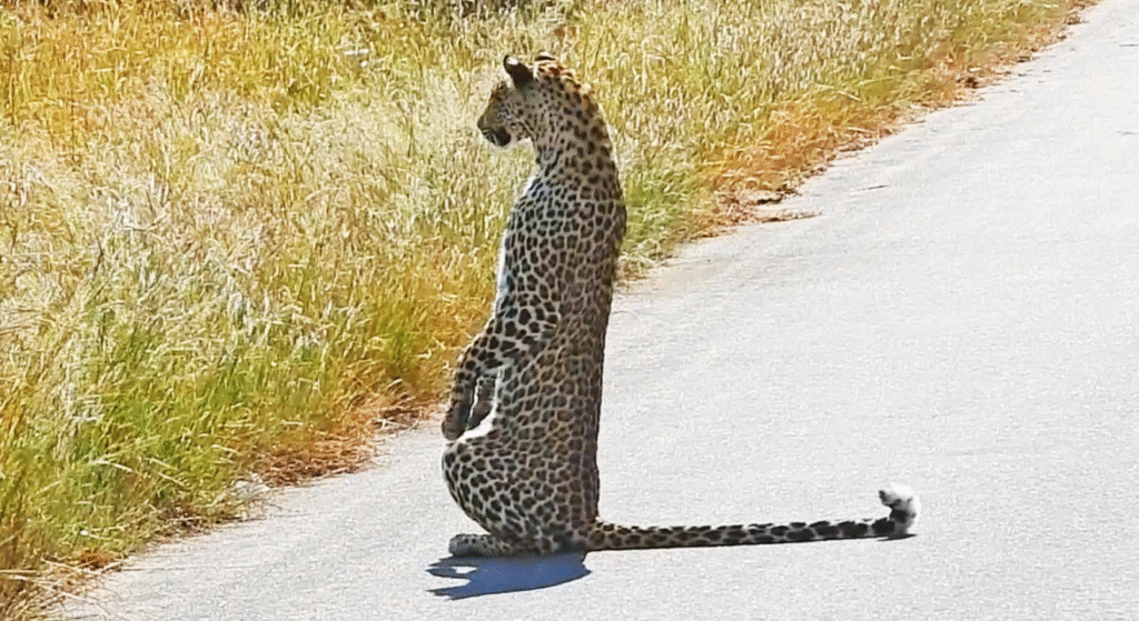 Leopard Stands on Two Legs in Kenya’s Savannah